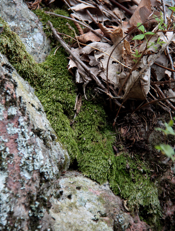 Plagiothecium cavifolium